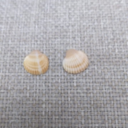 Clous d'oreilles en coquillage